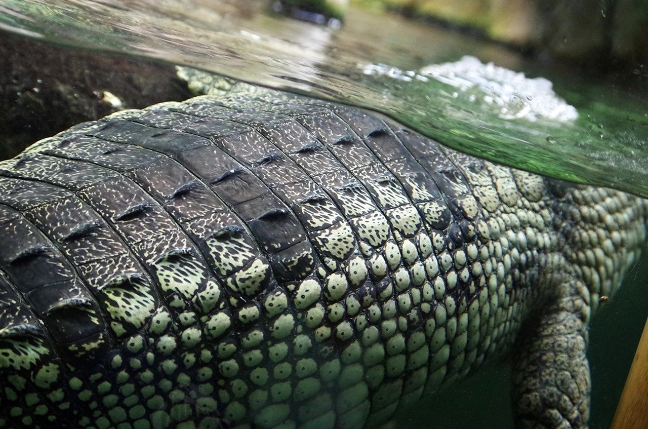 Роговая чешуя крокодил