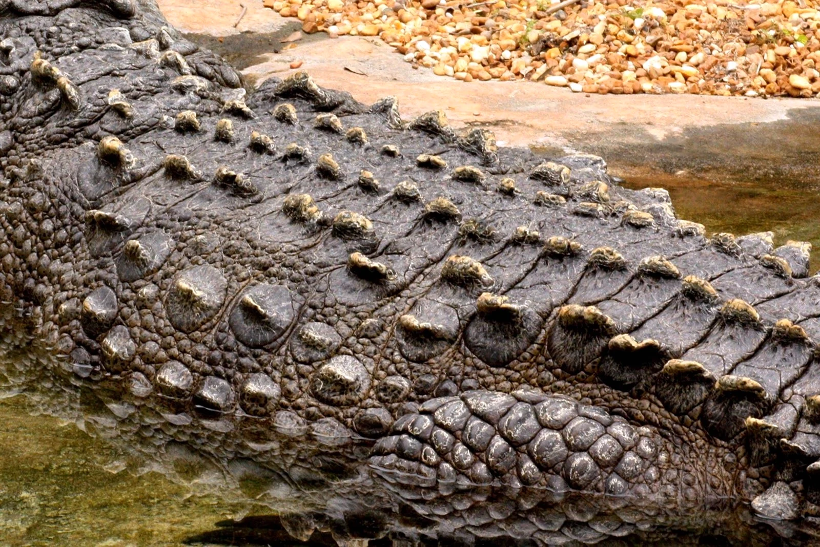 Роговая чешуя крокодил