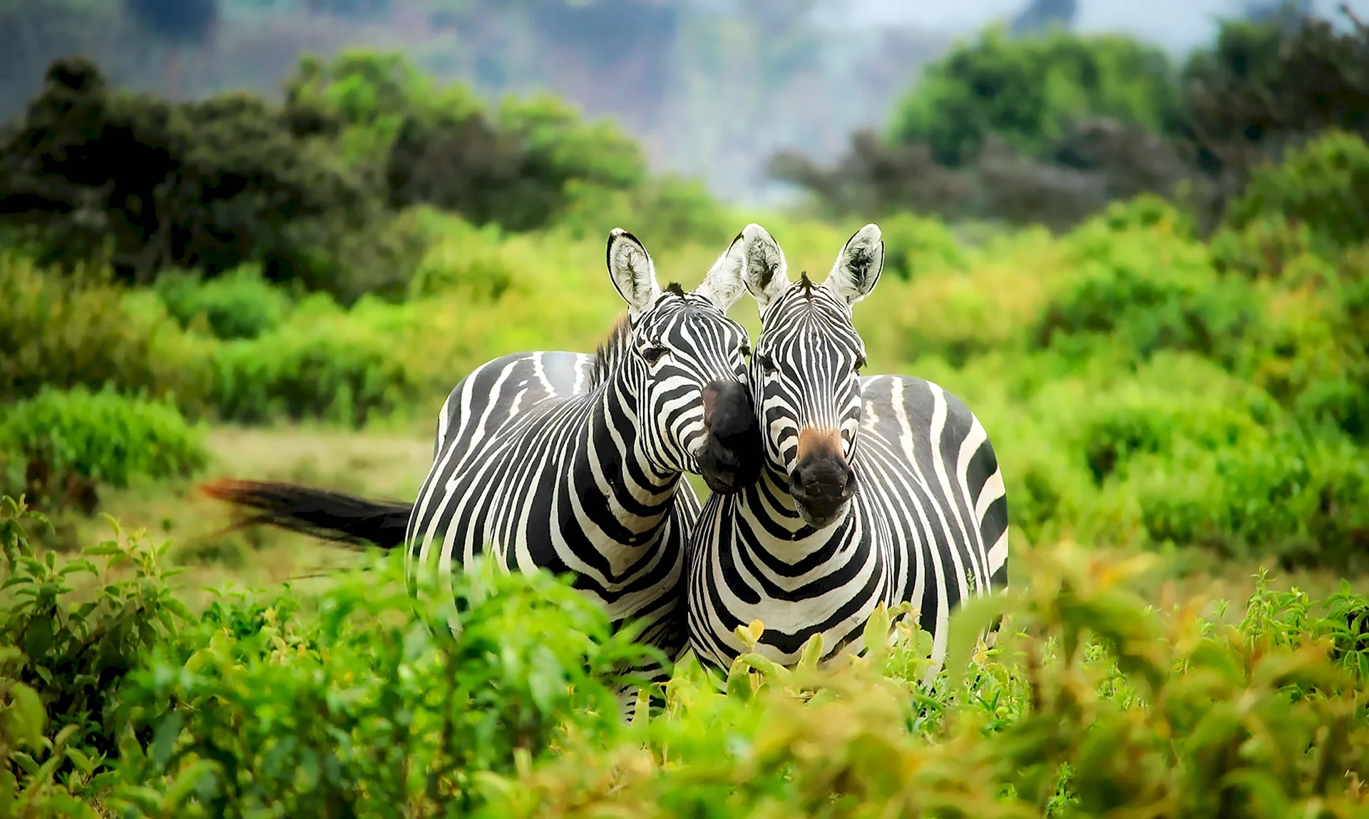 Сафари Кения зебры