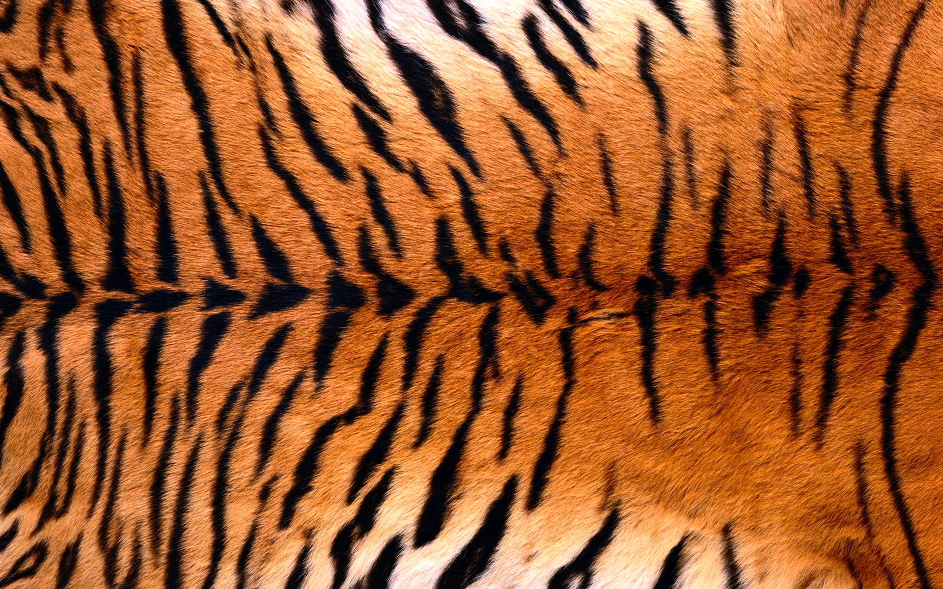 Шкура Амурского тигра