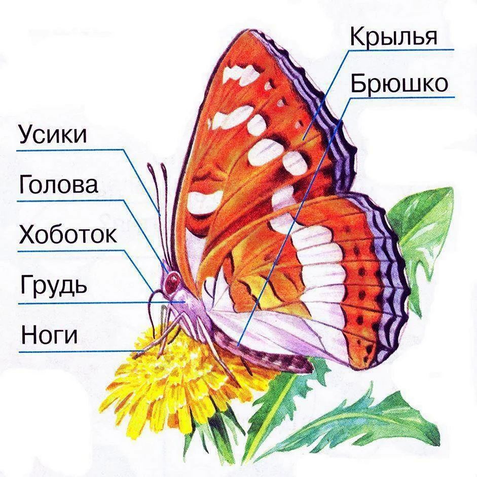 Строение тела бабочки 3 класс