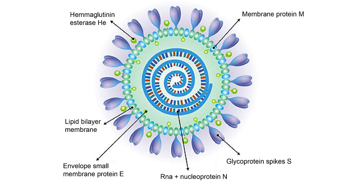 Структура коронавирус NCOV 2019