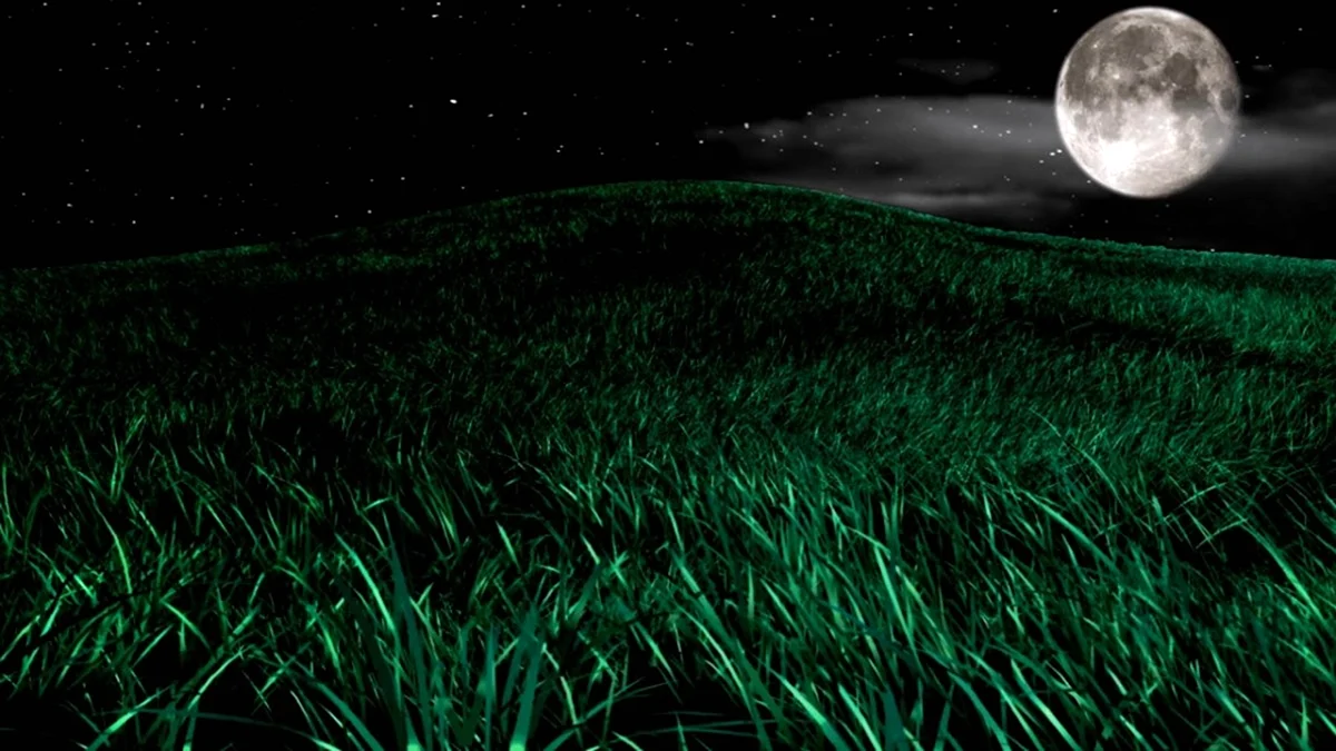 Трава ночью