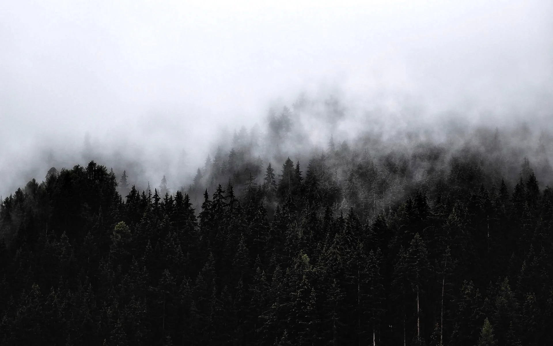 Туманный лес чистилище