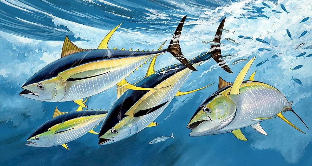 Тунец Yellowfin