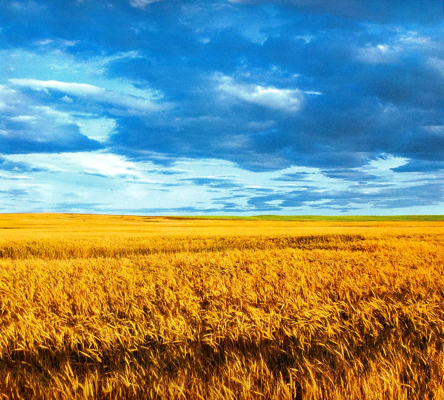 Украина поле