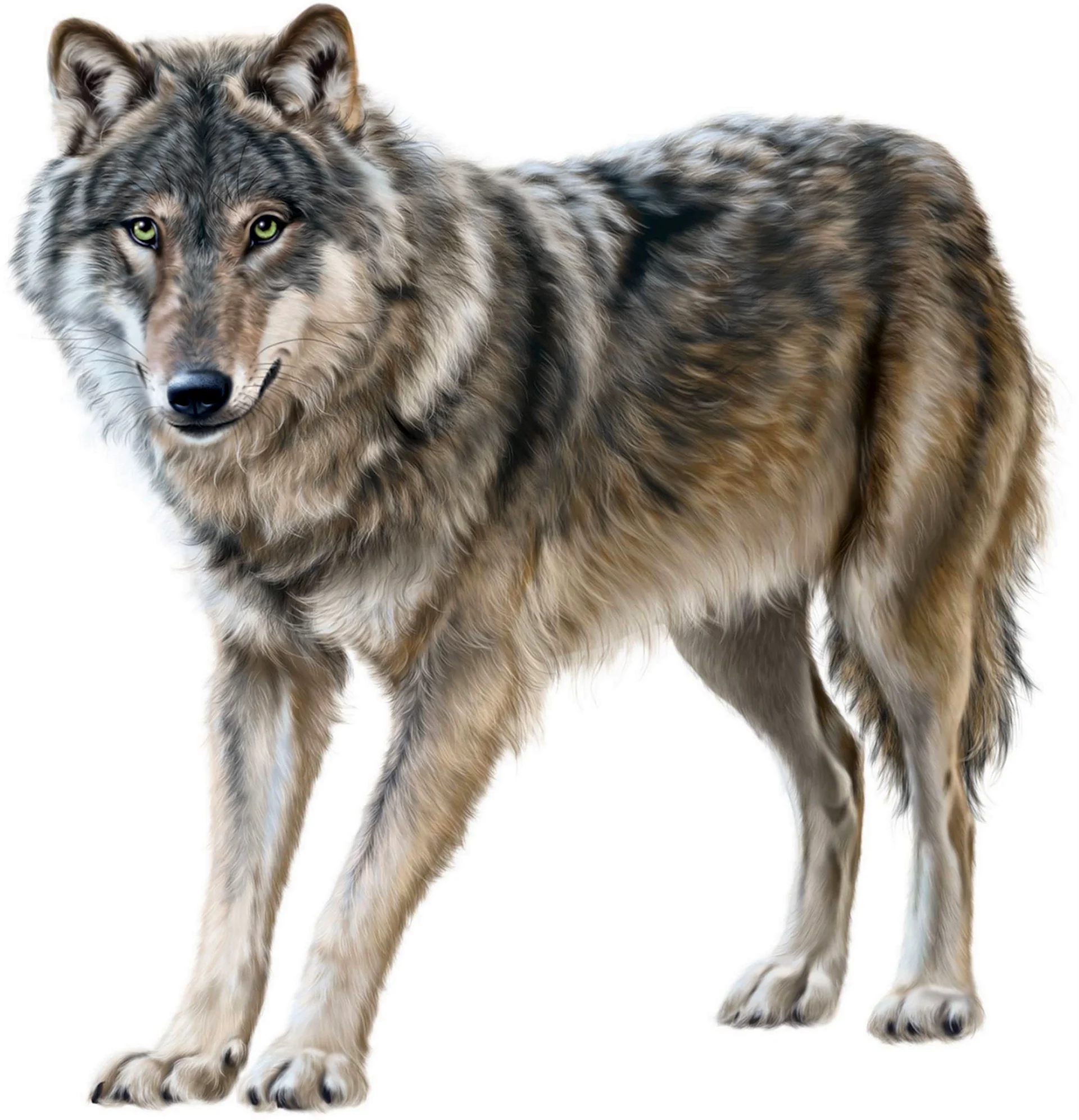 Волк на прозрачном фоне