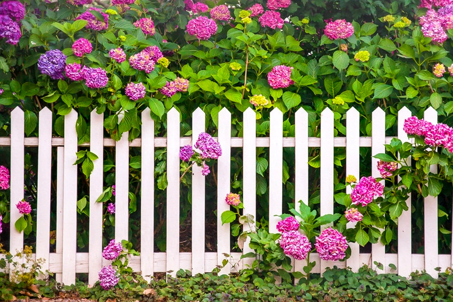 Забор в цветах