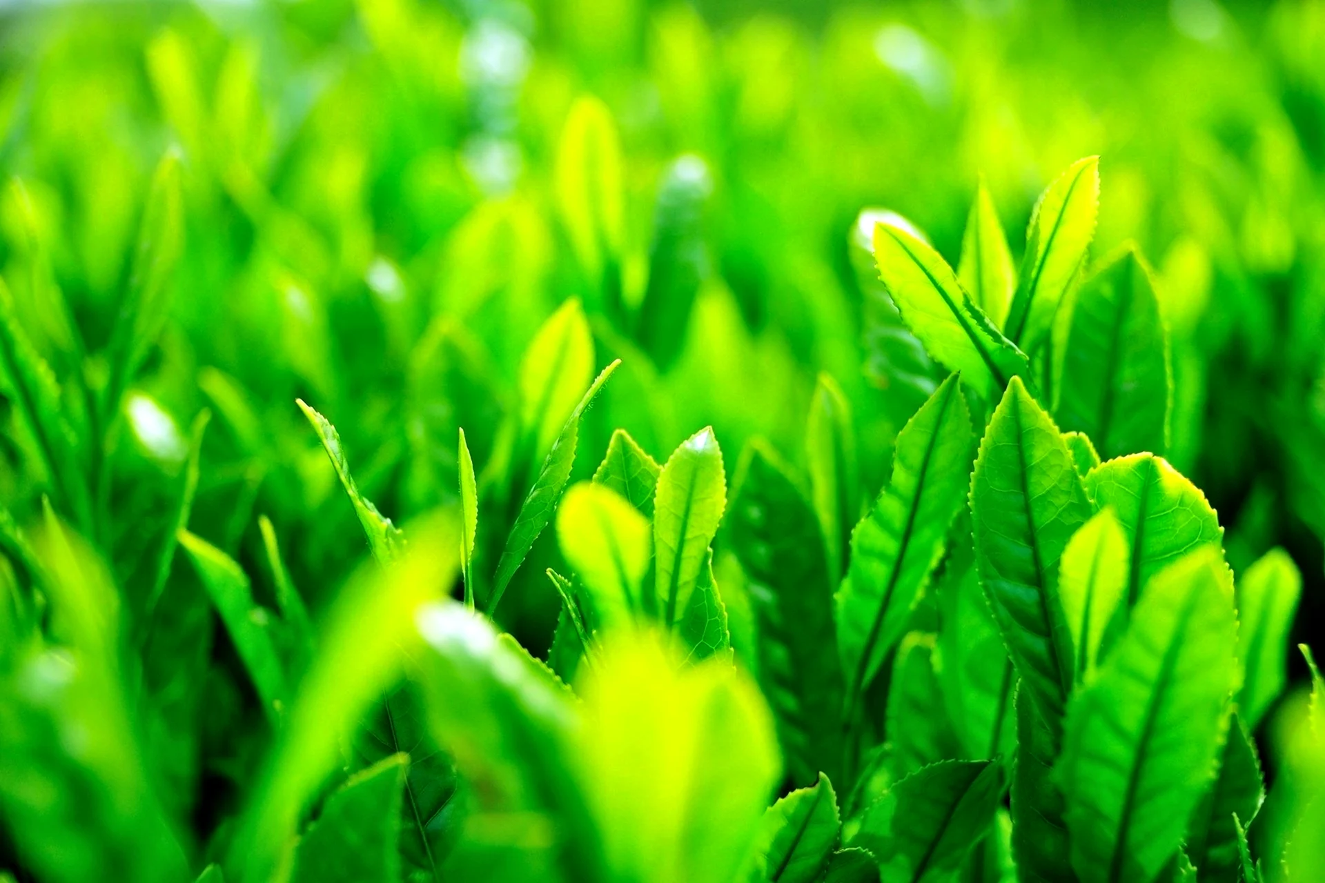 Зелёные растения