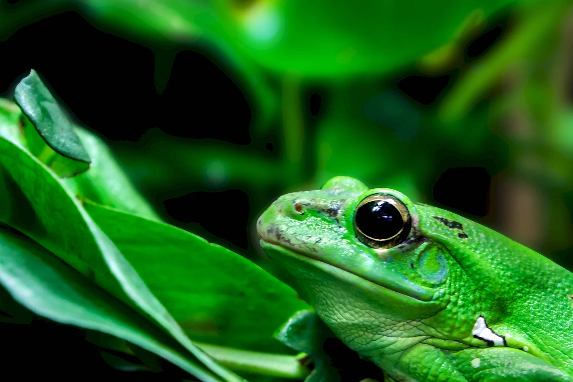 Земноводные бесхвостые зелёная лягушка