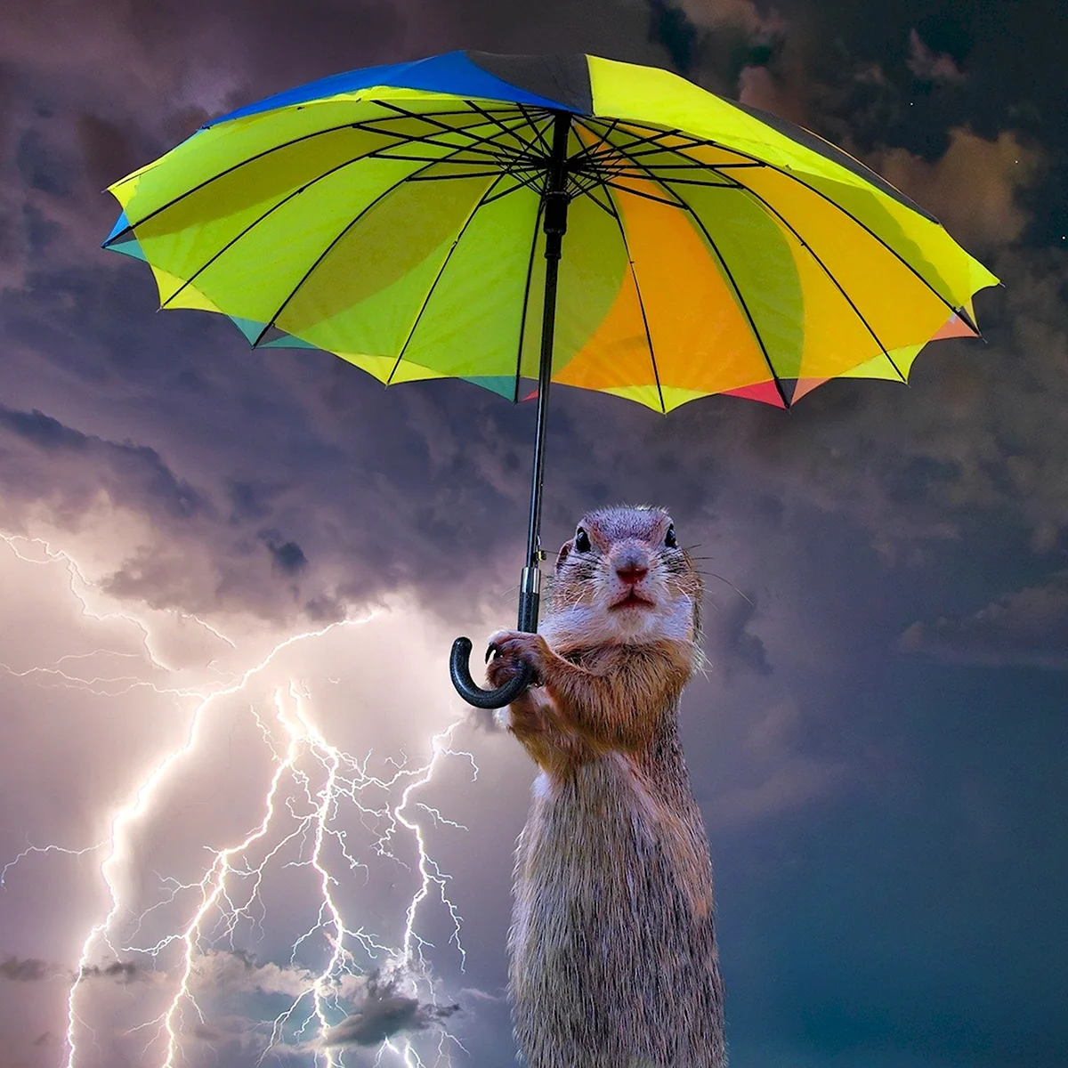 Животные с зонтиком