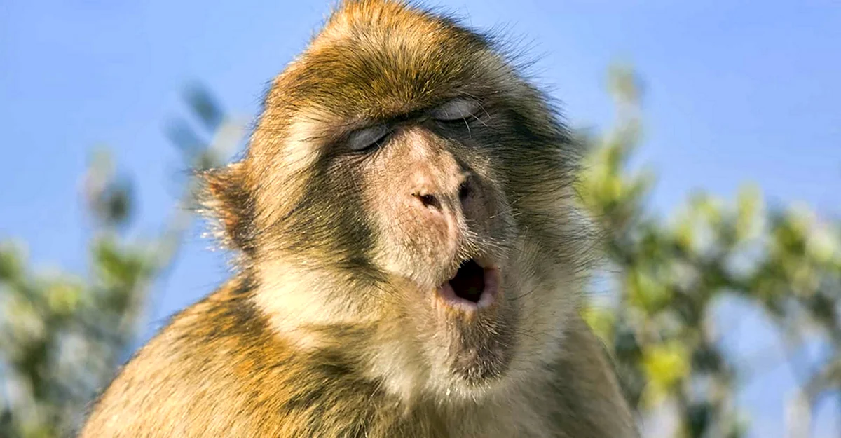Звуки обезьян
